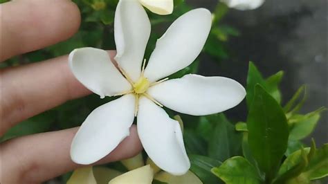 梔子會香的花|單方精油｜梔子花 Gardenia 的八大妙用 – 我係家庭芳 